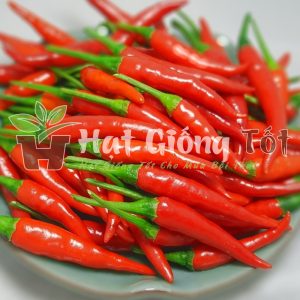 trồng hạt giống ớt chỉ thiên thu hoạch vụ mùa bội thu