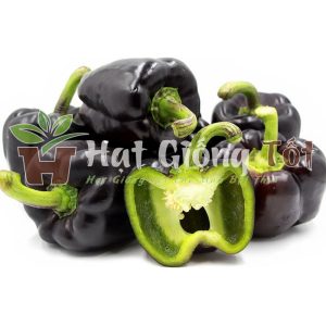 gieo trồng hạt giống ớt chuông đen để có gia vị hoàn hảo