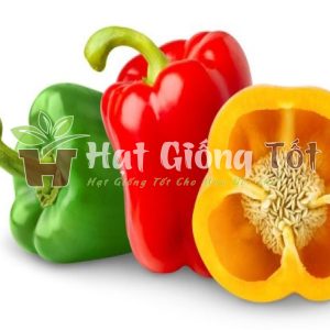 Trồng hạt giống ớt chuông ngọt để có vụ mùa bội thu