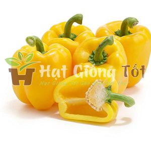 trồng hạt giống ớt chuông vàng trong gia đình thêm gia vị ngon