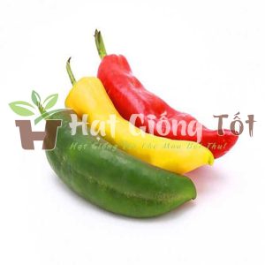 Hạt giống ớt sừng ngọt cho trái là gia vị hấp dẫn