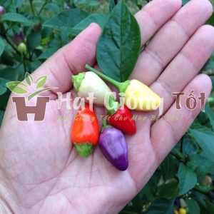 hạt giống ớt ngũ sắc tạo không gian đẹp trong gia đình và gia vị hấp dẫn