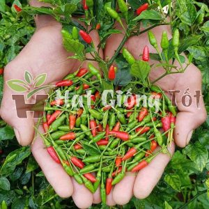 Hạt giống ớt xiêm xanh có kích thước nhỏ nhưng rất cay