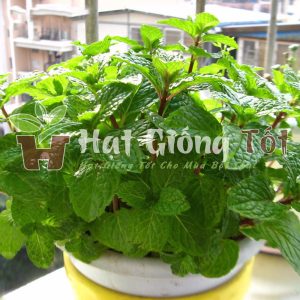 trồng rau bạc hà làm gia vị bữa ăn hằng ngày thêm tinh tế