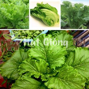 rau cải bẹ mào gà món ngon giàu chất dinh dưỡng