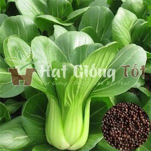 Hạt giống rau cải chíp cho bà con nông dân vụ mùa no đủ