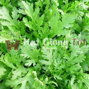 rau cải cúc nếp thơm ngon năng xuất