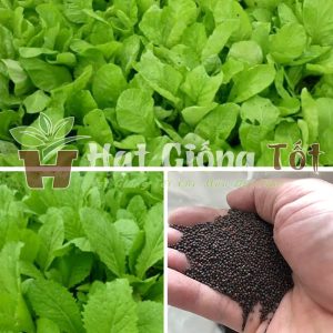 Hạt Giống Rau Cải Mơ Lùn