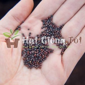 hạt giống rau cải thảo của chugs tôi tỷ lệ nảy mầm trên 90%