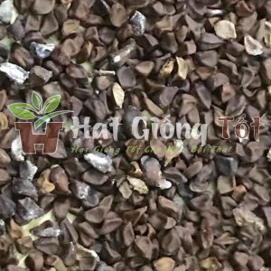 Hạt Giống Rau Đay