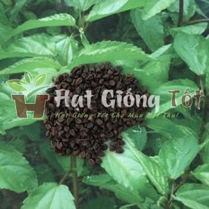 Hạt Giống Rau Đay Xanh