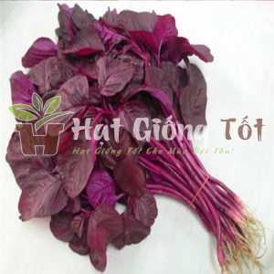 trồng rau dền đỏ và những lợi ích mà loại rau này mang lại