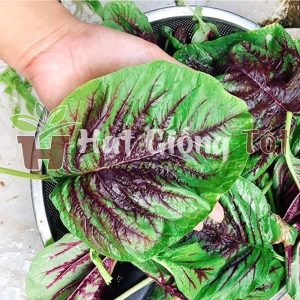 hướng dẫn và chăm sóc rau dền khoang cho năng suất cao