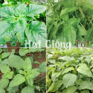 Hạt Giống Rau Dền Lá Liễu