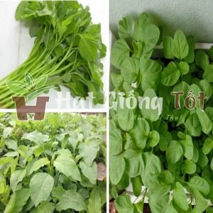 Hạt Giống Rau Dền Xanh Lá Tròn