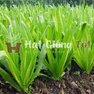 giỏ hạt giống rau diếp thơm lẫn với các rau khcs để tăng thu nhập