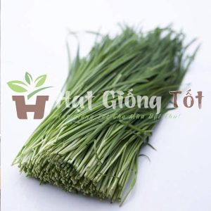 Hạt Giống Rau Hẹ Xanh