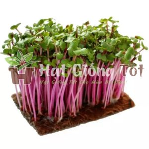 Hạt Giống Rau Mầm Củ Cải Đỏ