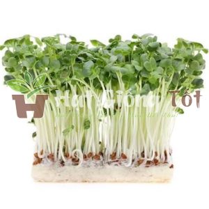Hạt Giống Rau Mầm Củ Cải Trắng