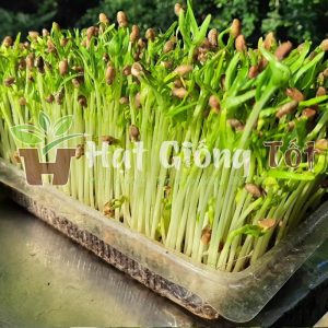 hạt giống rau mầm rau muống