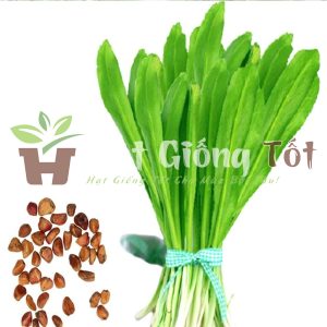 Hạt Giống Rau Mùi Tàu (Răng Cưa)