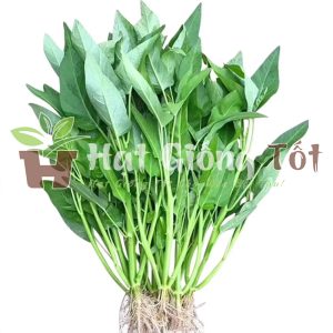 gieo hạt giống rau muống lá to thu hoạch được nhiều vụ