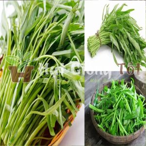 Hạt Giống Rau Muống Sạch