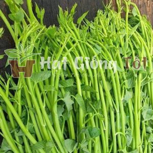 hạt giống rau muống siêu ngọn cho năng xuất cao