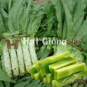 Trồng Hạt Giống Rau Tiến Vua đem lại nguồn lợi cao