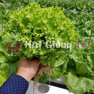 chọn rau xà lách xoăn loại rau trồng quanh năm