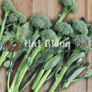 gieo trồng súp lơ baby cho vụ mùa bội thu