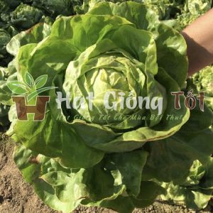 gieo trồng xà lách cuộn để có vụ mùa bội thu