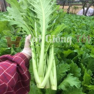 Hạt giống rau cải đuôi phụng Mizuna Nhật cho năng xuất cao thích ứng với thời tiết
