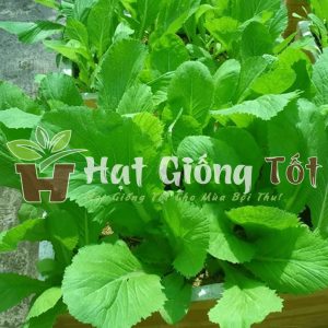 gieo hạt giống cải bẹ xanh mỡ cho vụ mùa bội thu