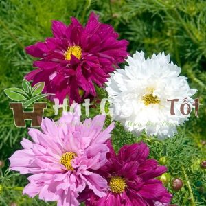 Hạt Giống Hoa Sao Nhái Nhiều Màu (Cánh Kép: C, VC, VĐ)