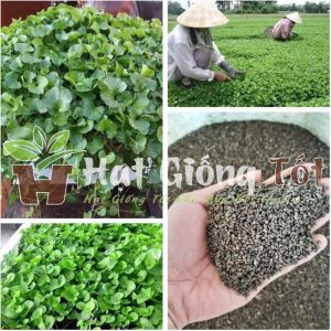 gieo trồng hạt giống rau má lá nhỏ cho nawg suất cao