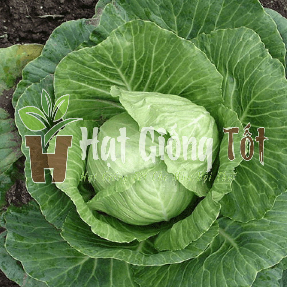 Hạt giống bắp cải xuất xứ từ nhật bản