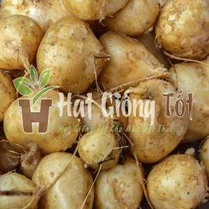 hạt giống củ đậu cao sản giúp tang năng xuất