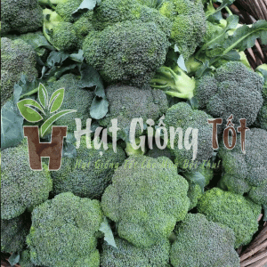 Giới thiệu về Hạt giống Bông Cải Xanh F1 Taka cho vụ mùa bội thu