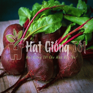 hạt giống củ dền đỏ trồng năng suất cao