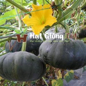 Hạt giống bí đỏ f1 SV 558 quả tròn xanh đậm trọng lượng 4 - 5 kg