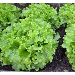 gieo Hạt Giống Xà Lách Xoăn Cao Sản Fast Fall cho vụ mùa bội thu