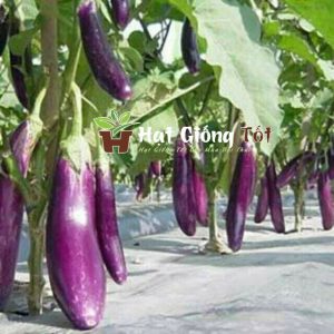 gieo Hạt giống Cà Tím Cao Sản No 1 để có sản phẩm rau quả cho bữa cơm ngon mỗi ngày