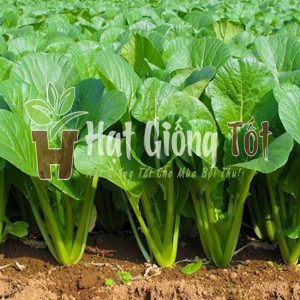 hạt giống cải ngọt cao sản sv 100 cho năng suất cáo