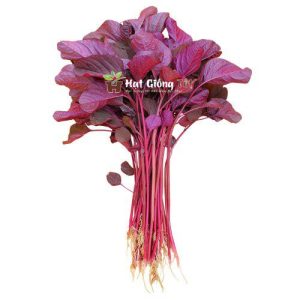 hạt giống dền đỏ cho năng xuất cao, hía trị rau dinh dưỡng