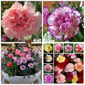 hạt giống hoa cẩm chướng kép nhiều màu cho cánh hoa đẹp rực rỡ