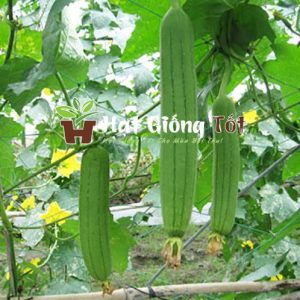 hạt giống mướp hương f1 SV27 Thái Lan ra trái có màu xanh đậm