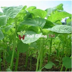 hạt giống dền xanh cao sản cho năng xuất cao