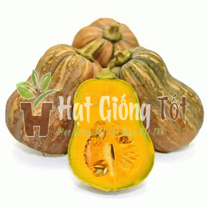 gieo trồng hạt giống bí hạt đậu f1 SV 125 để có vụ mùa bội thu