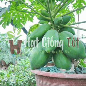 hạt giống đu đủ lùn thái lan f1 cho nưng suất cao